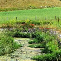 FRB CW for treatment of WW of Castelluccio di Norcia