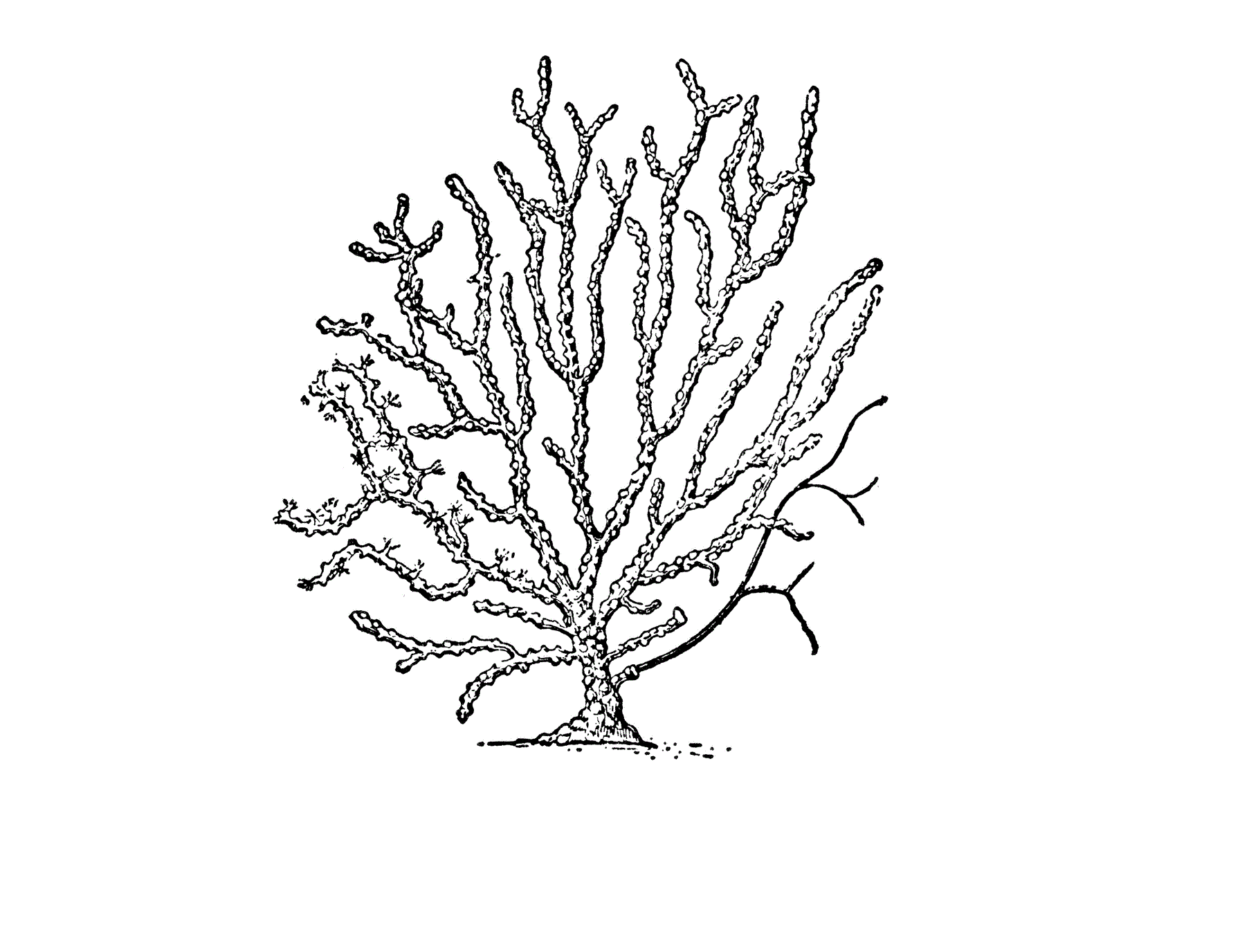 Coral Bleaching on Camera For the Fist Time
