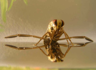 Cocktail Fights Mosquitoes in Efficient and Eco-friendly Way