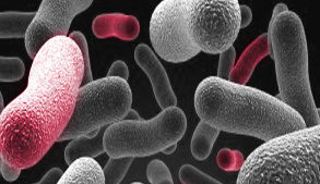 Newly Identified Bacteria Cleans Up Common Plastic