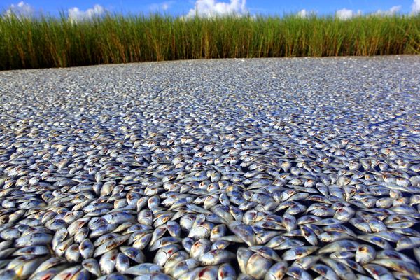 Wastewater Plants Caused Mass Fish Death