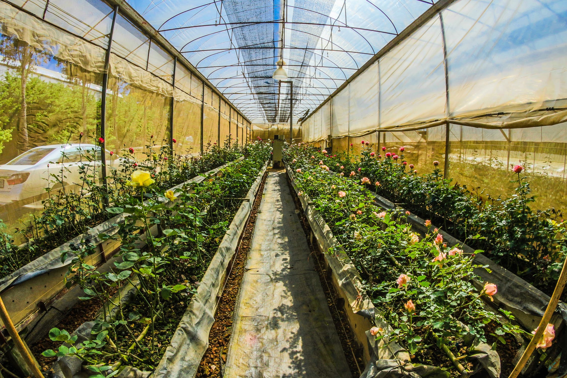 Aqua-4D Solves Clogging and Saves Water in French Flower Greenhouse