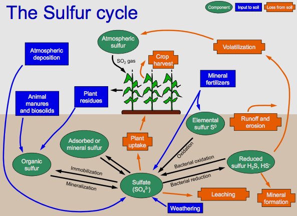 Sulfur molecules can be found ...