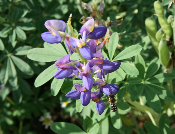 How Ancient Crops Could Counteract Climate Change Effects