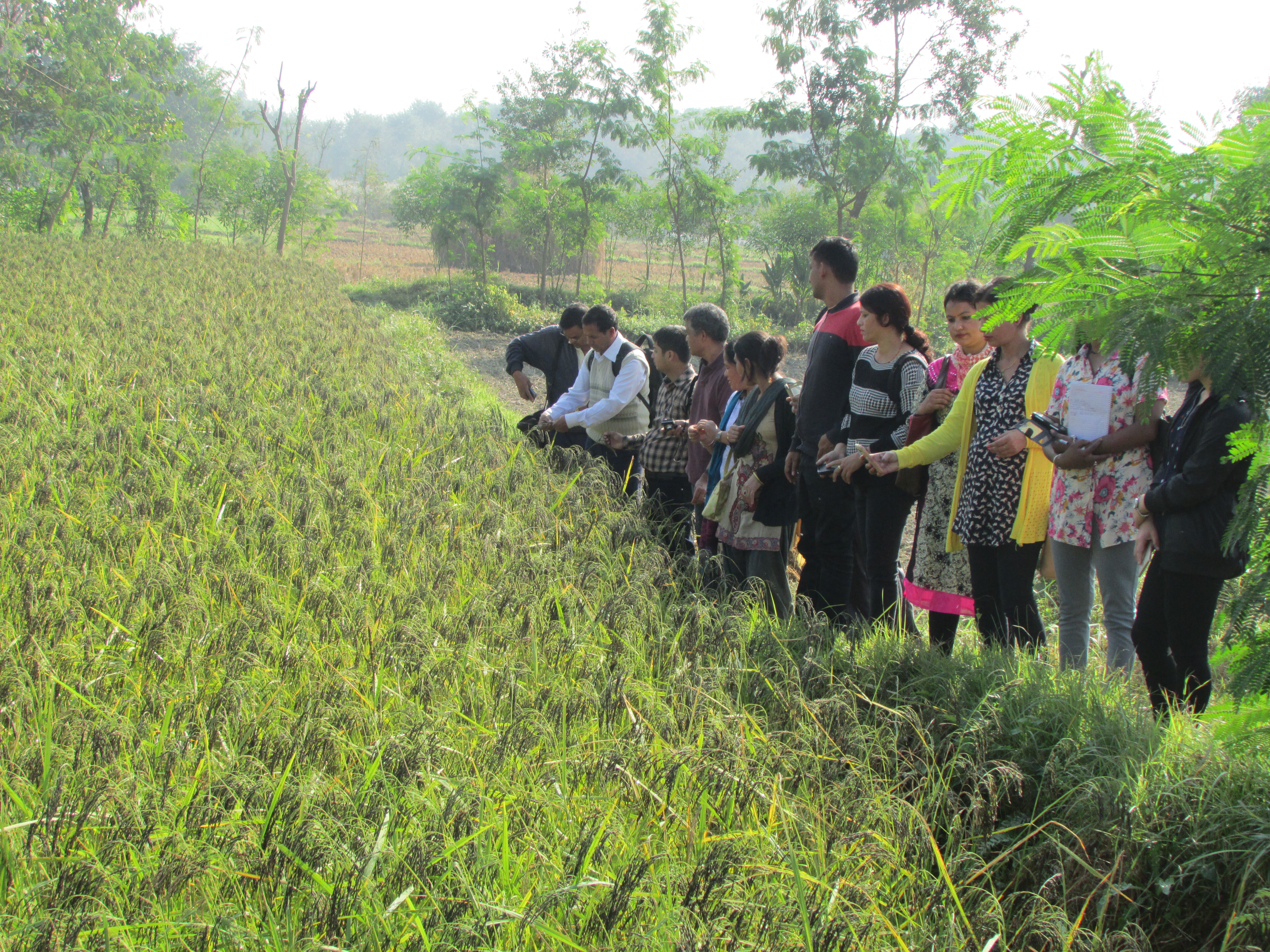 Kalo-Nunia (local cultivar of aromatic fine rice)