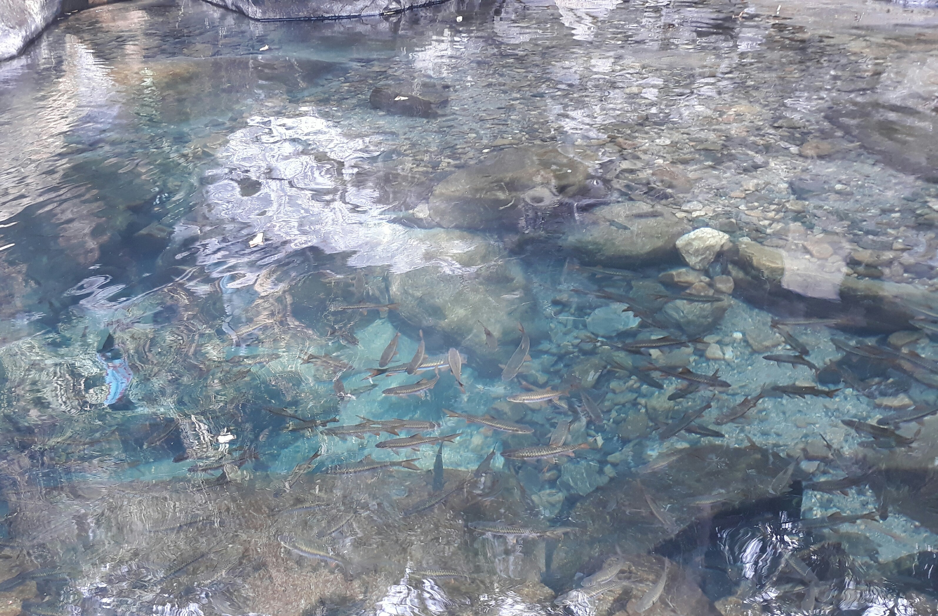 Fishes