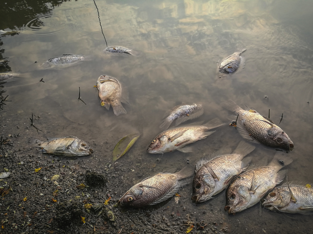 Lake & Pond bioremediation