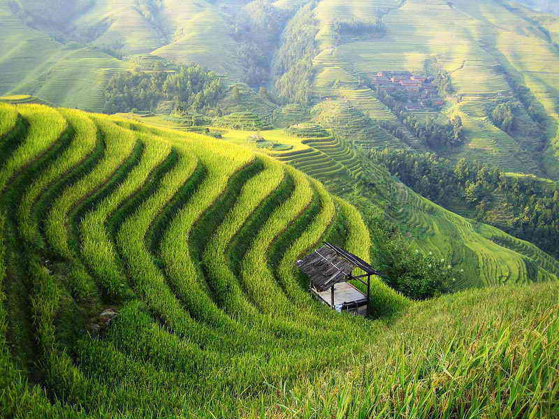 Modernizing China's Agriculture to Boost Economy