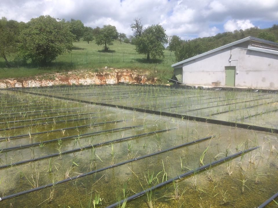 Aerated CWs for swine wastewater - Roverè Veronese (VR - Italy)