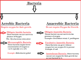 Obligate aerobes need oxygen ...
