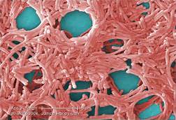 Dear Oliver, Microbiological ...