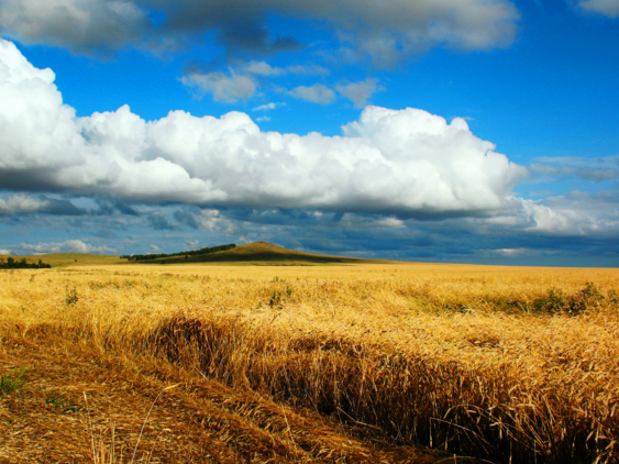 Agriculture Expansion Could Reduce Rainfall in Brazil’s Cerrado