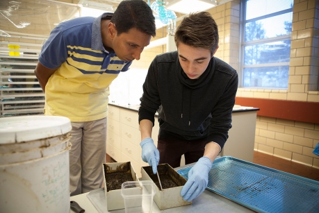 Housefly's love of manure could lead to sustainable feed | Cornell Chronicle