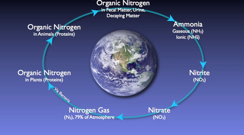 Nitrogen Removal Basics