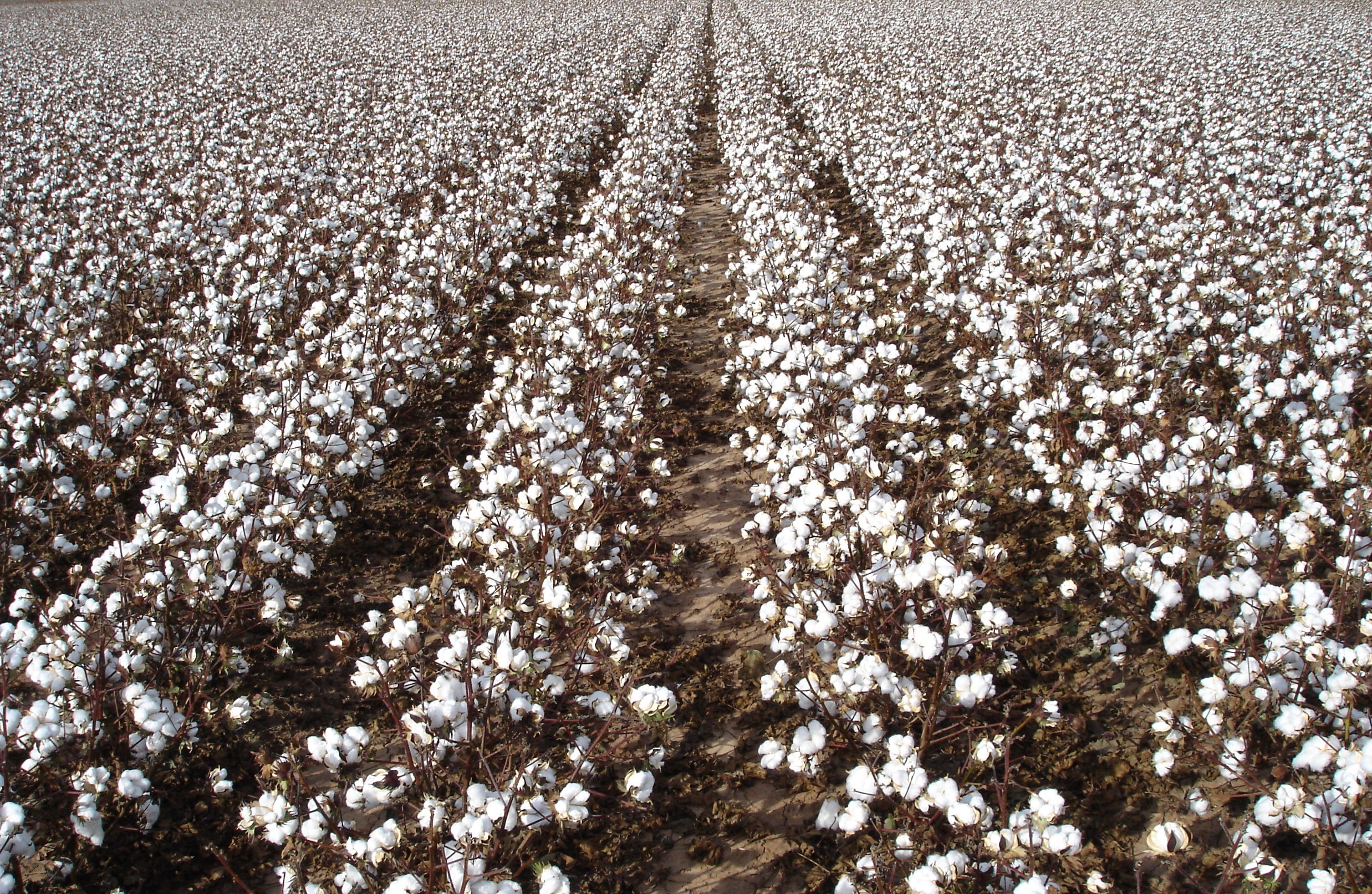 Cotton Farmers Need Support on Water Scarcity