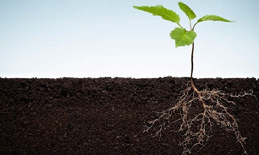 Crop Roots enact Austerity measures during Drought to Bank Water