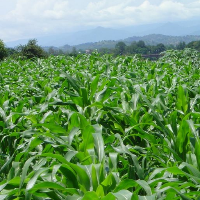 cherry lingtson, General manager