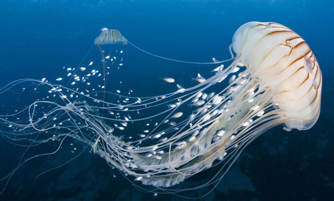 Eco-friendly Sanitary Products Made of Jellyfish