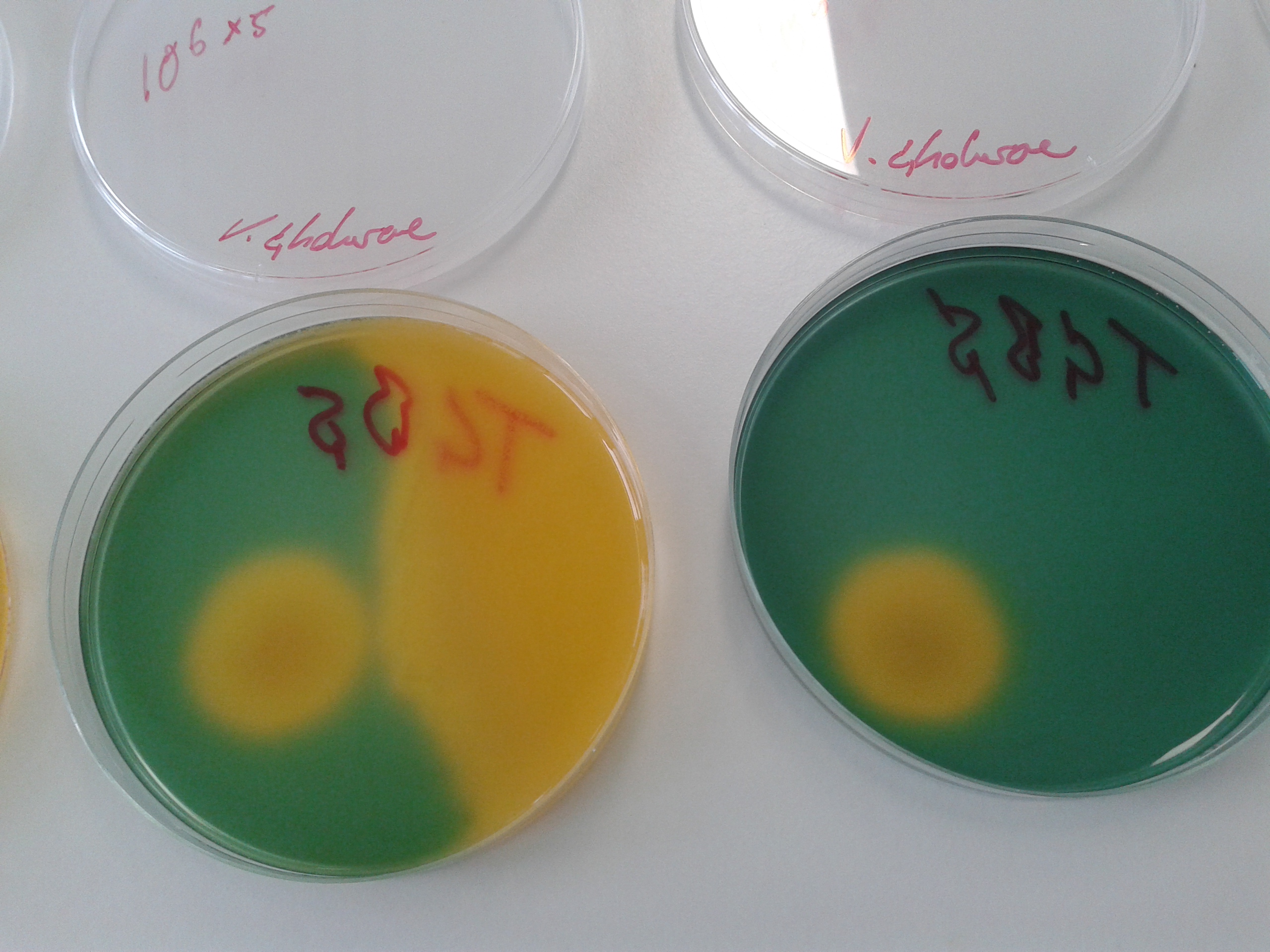 Microbiology