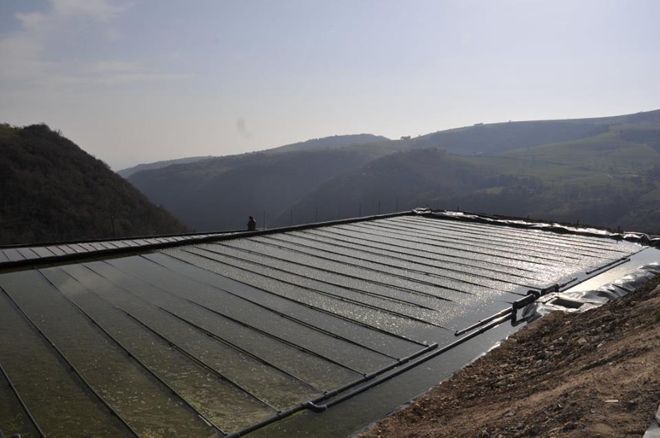 Aerated CWs for swine wastewater - Roverè Veronese (VR - Italy)