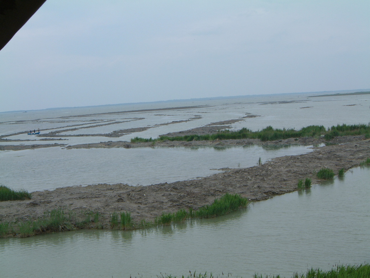Wetlands: restoration of Phragmites australis area