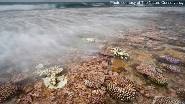 Managing coasts with natural solutions