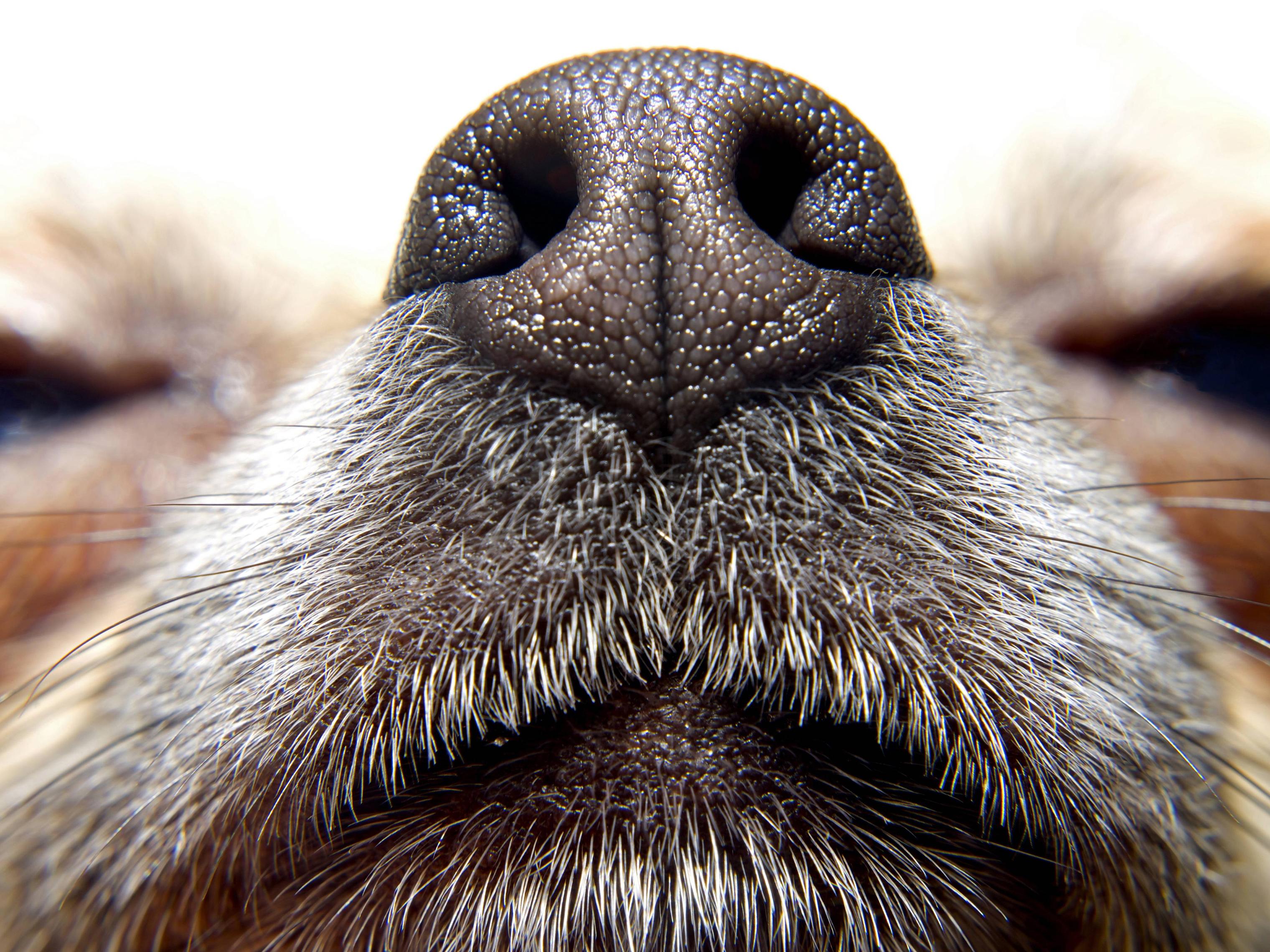 Looking Out for No. 2: Dogs Sniff Out Fecal Pollution