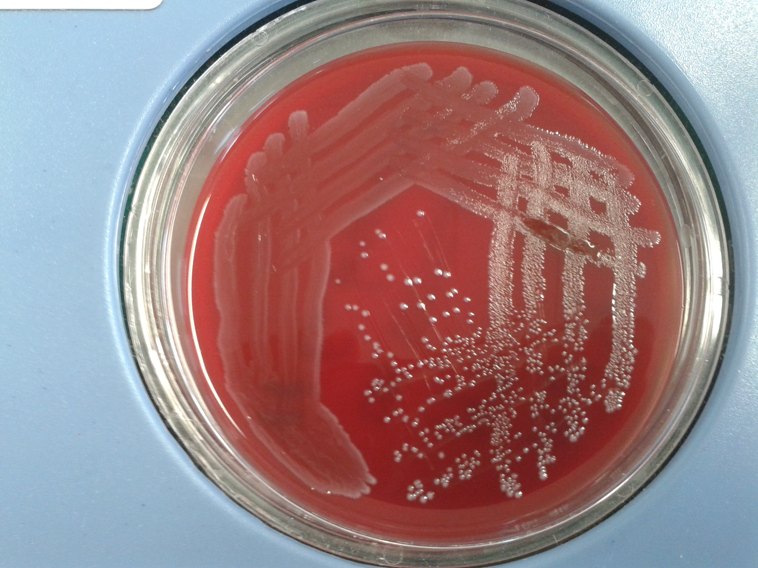 Microbiology