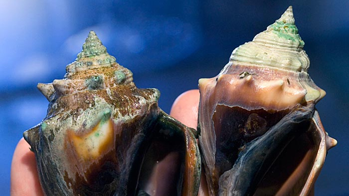 Human Activity Increases Ocean Acidification