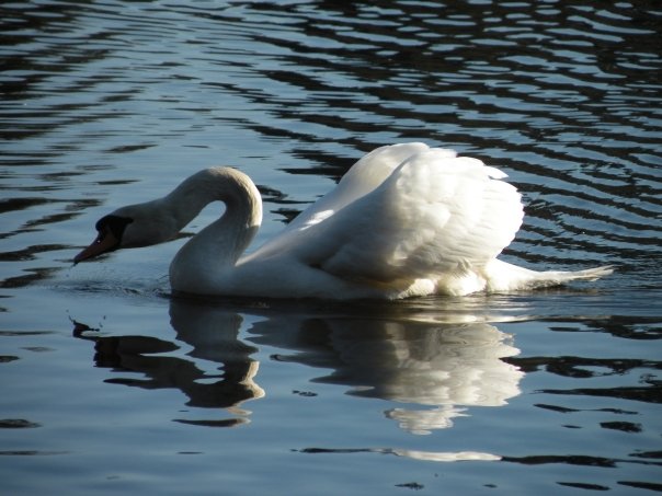 Nature Photos - Jillian Stewart