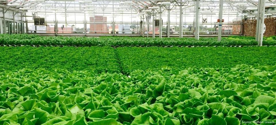 Urban Farming Hits The Roof