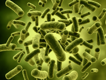 New Bacteria from Anammox Wastewater Treatment