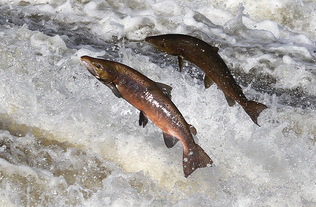 These Fish Species Are Most Vulnerable to Climate Change