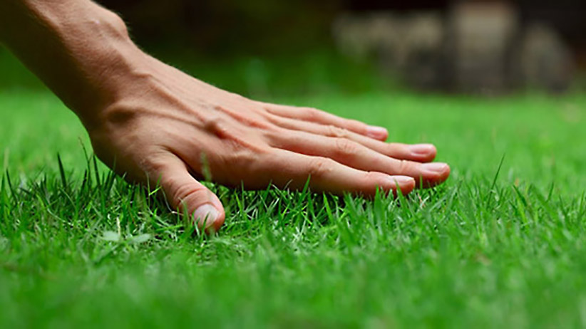 In California, a $350 Million Social Experiment Over Lawns