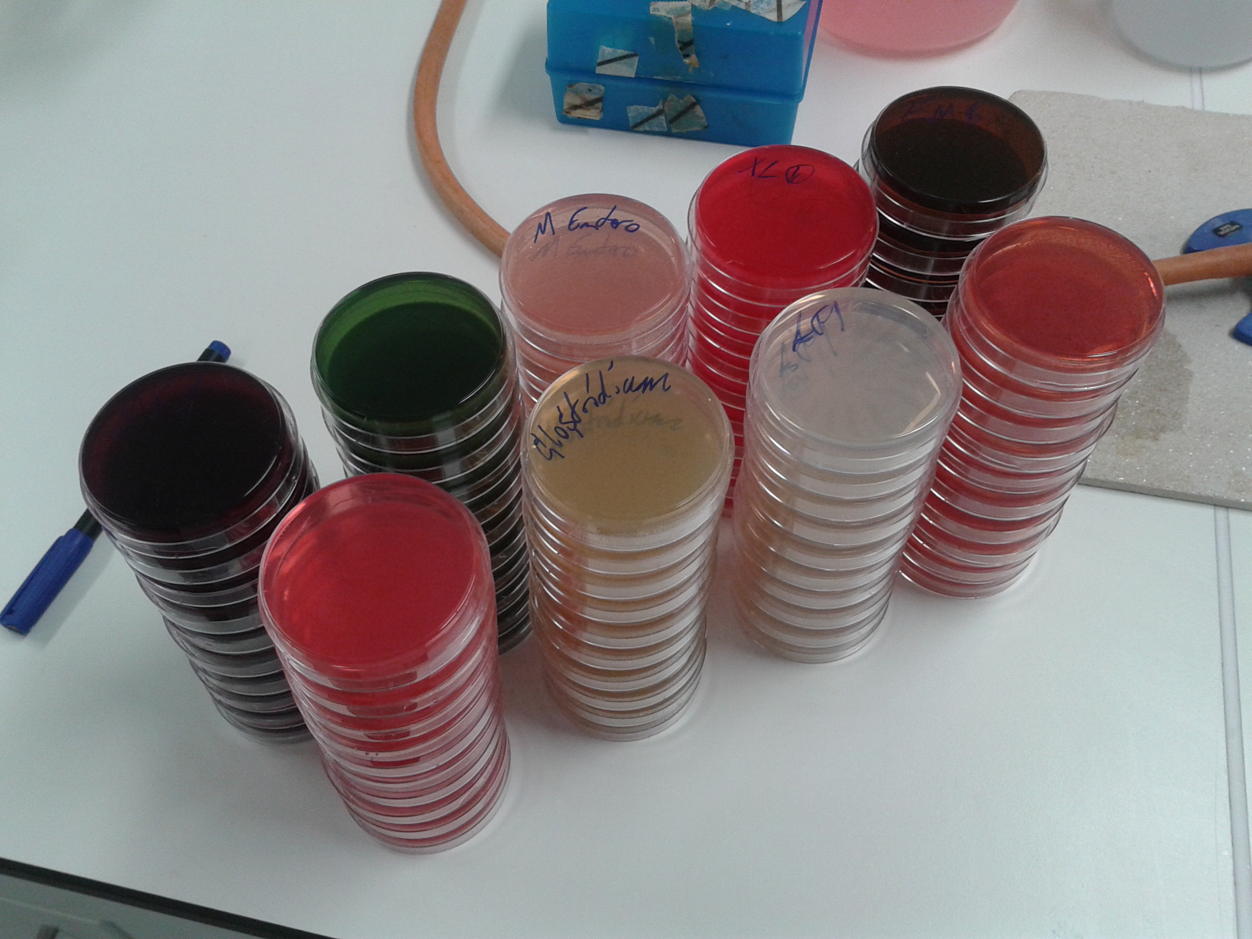 Microbiology