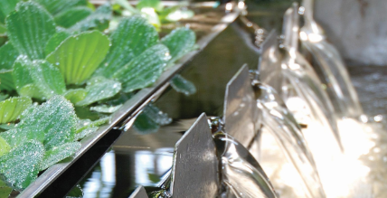 TEDx Talk: Botanical Gardens for Wastewater Treatment