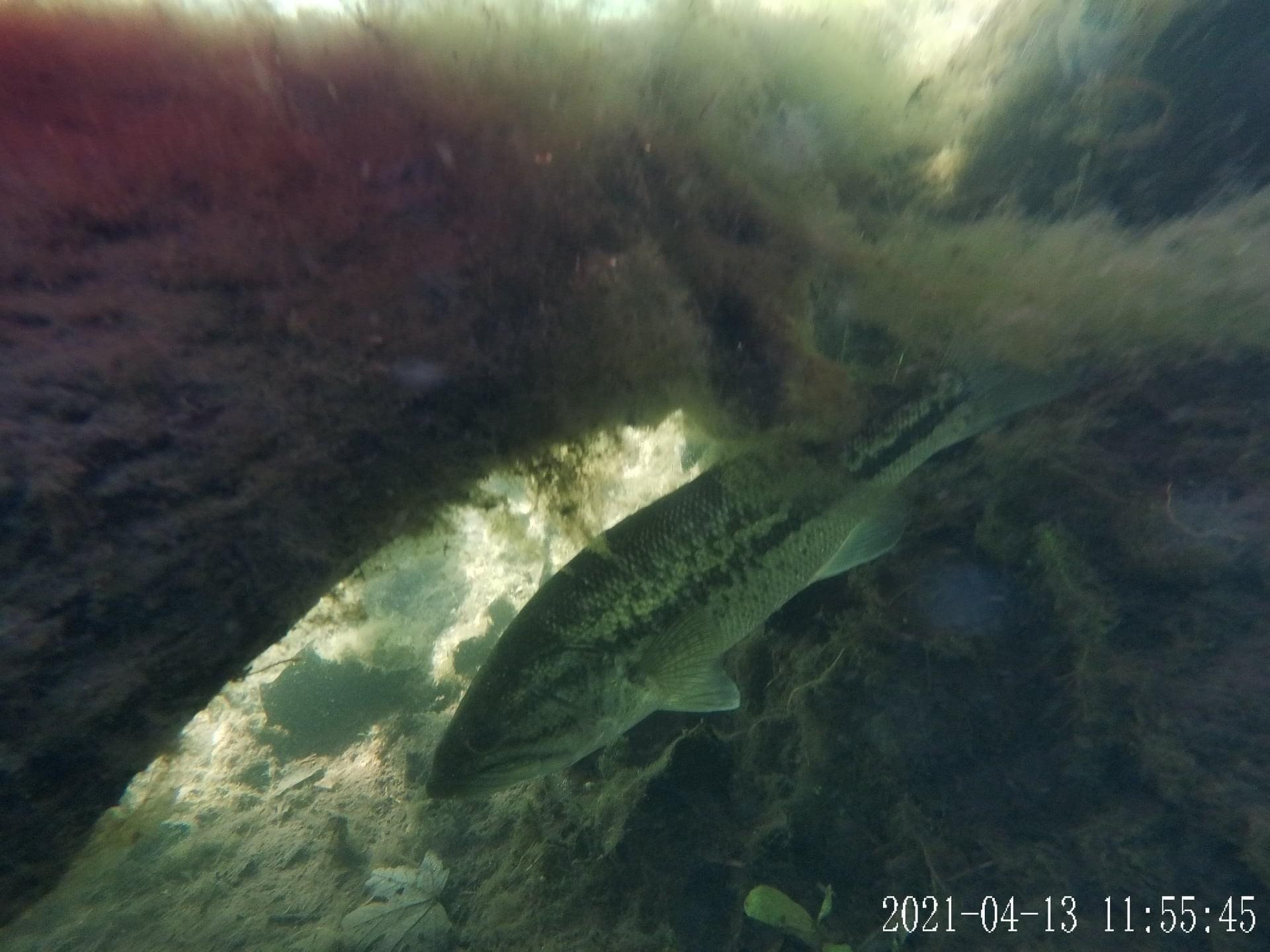 Freshwater Fish Photography