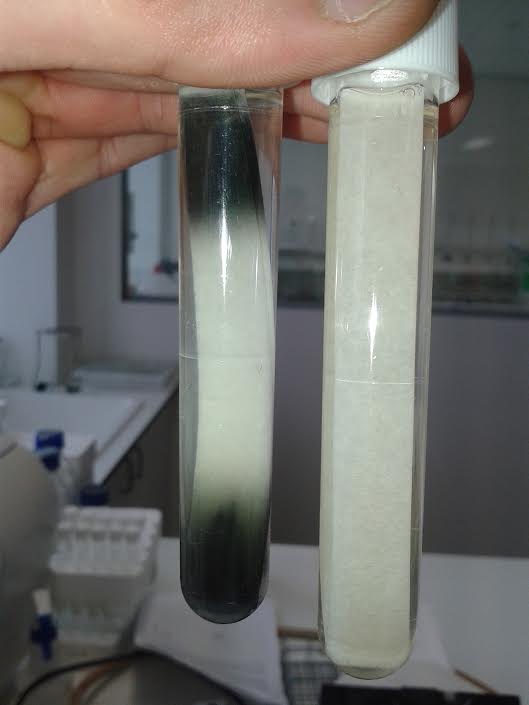 Microbiology