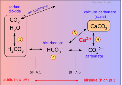 Dear Waki, Martin Calcium in ...