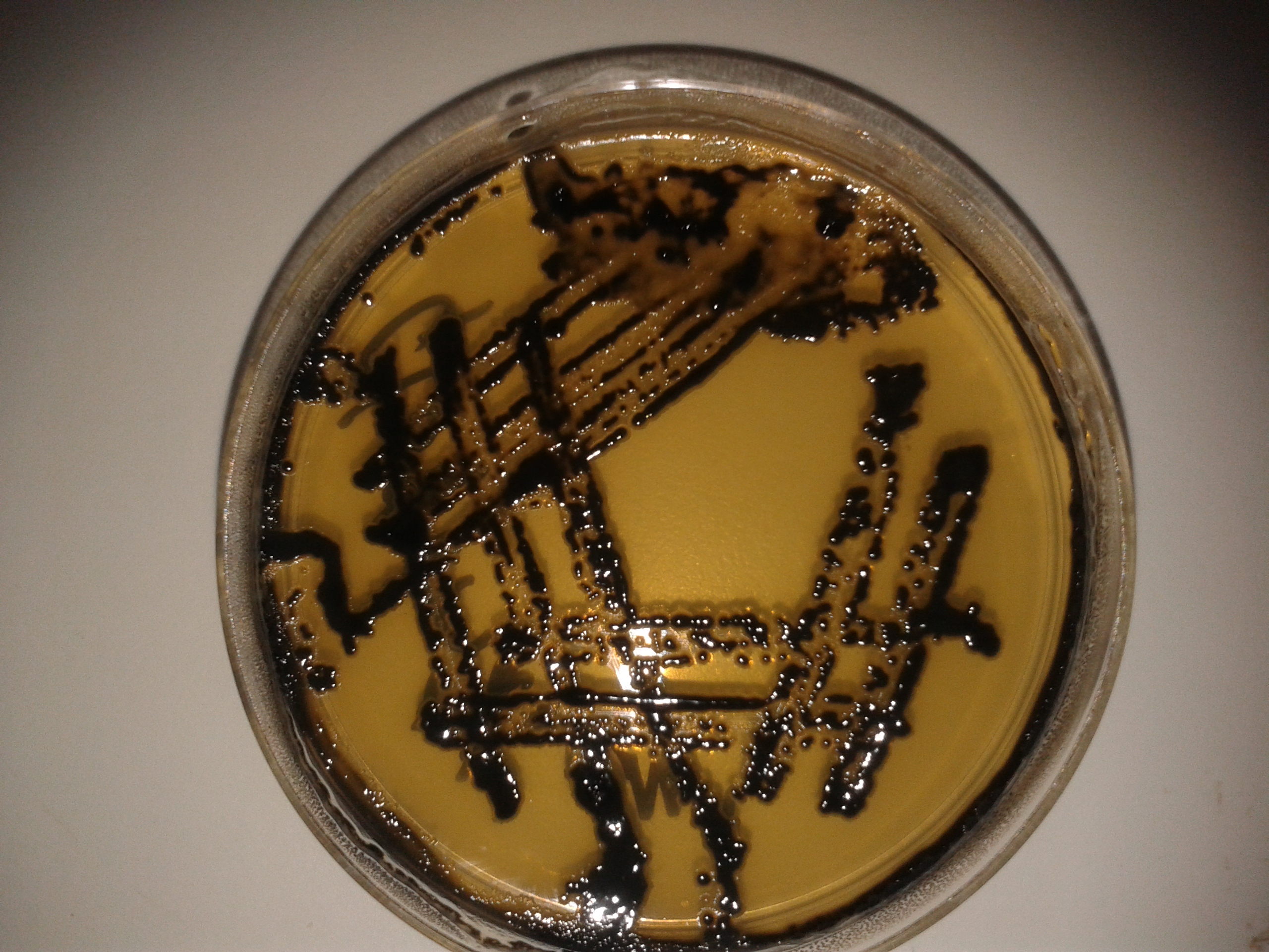 Microbiology