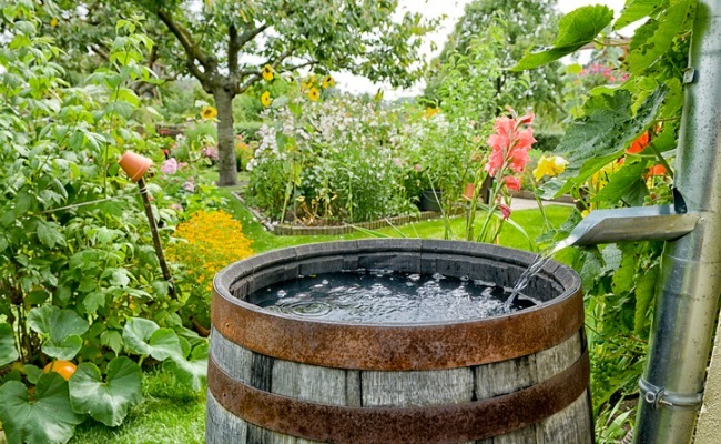 By using   rainwater   for ...