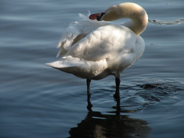 Nature Photos - Jillian Stewart