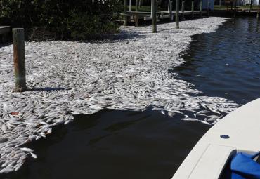 Massive Fish Kill in Florida